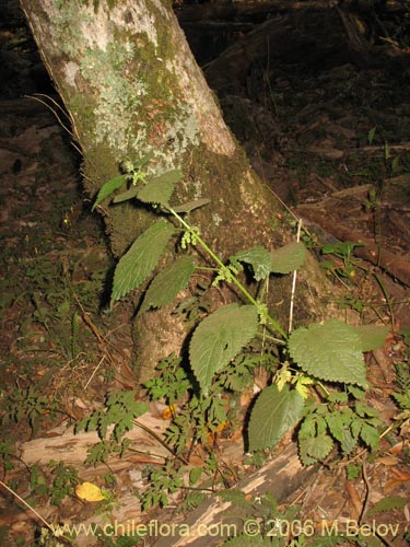 Image of Urtica magellanica (Ortiga). Click to enlarge parts of image.